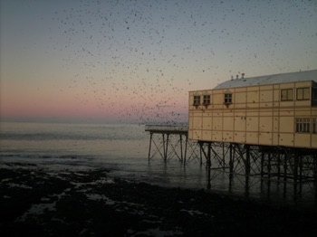 Starlings returning to 
Aberystwyth Pier